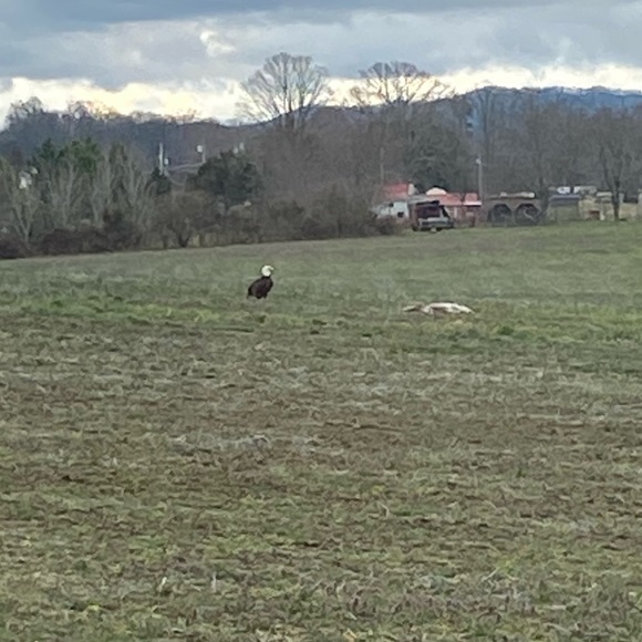 Meet your Posher, Finn - Picture 2 of 2